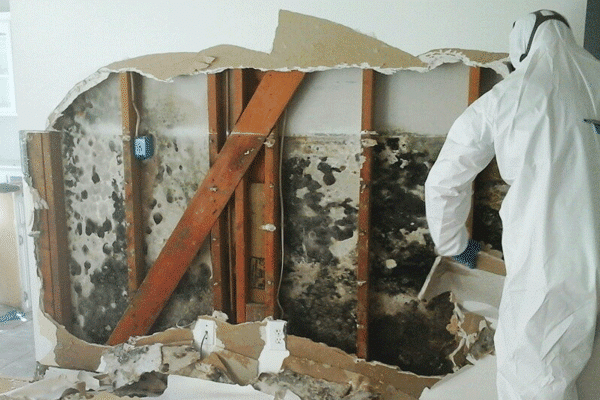 mold remediation