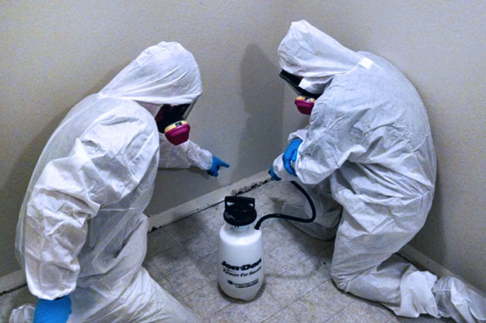 mold removal services