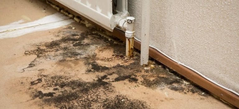 Mold Removal Services