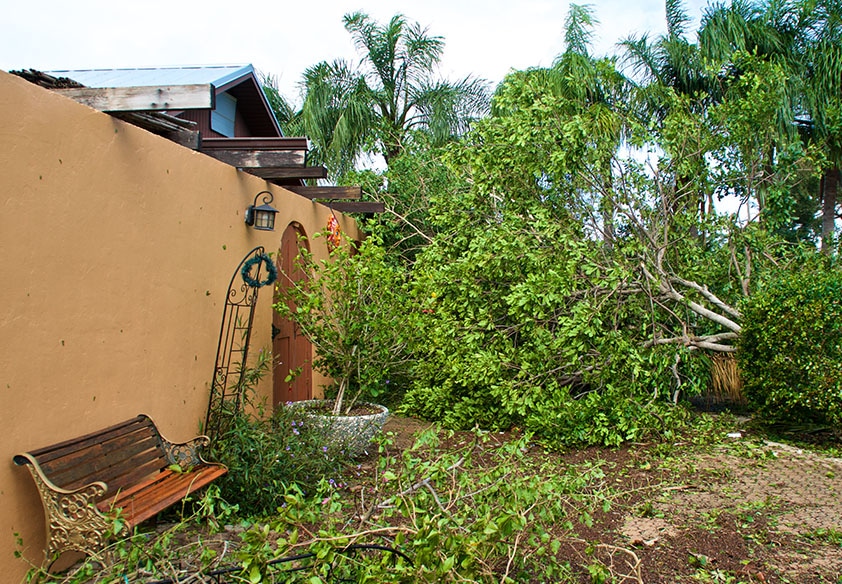 Storm tree cleanup