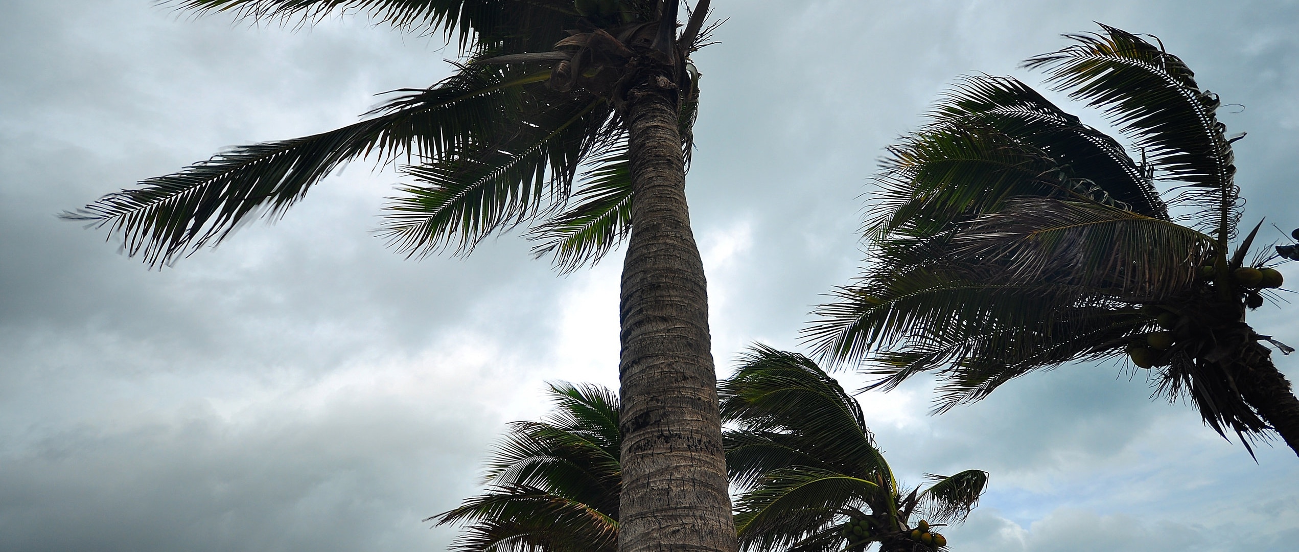 Palm trees blowing in hurricane winds